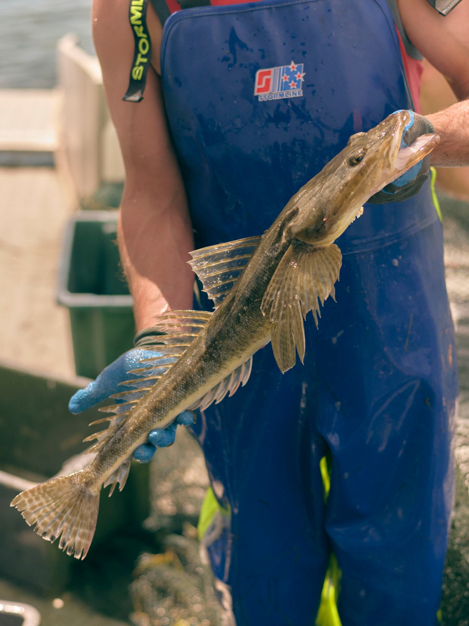 FISH