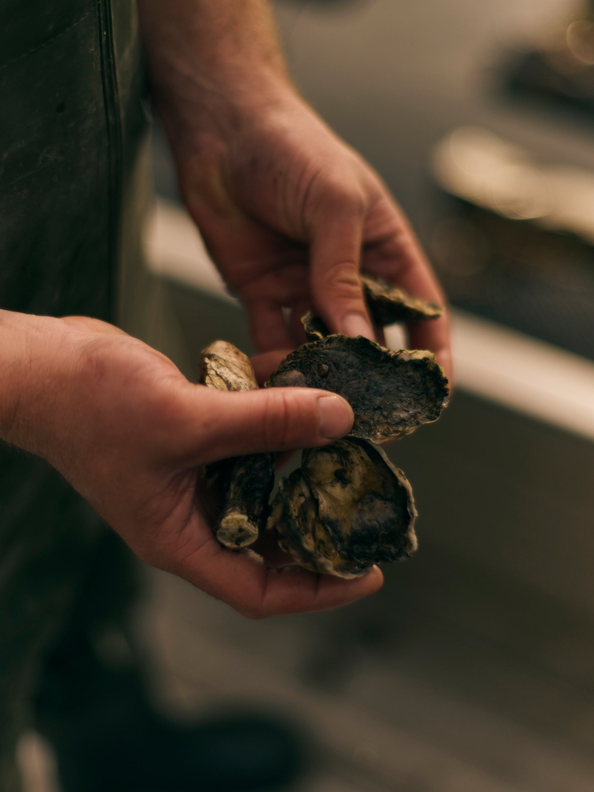 OYSTERS