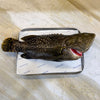 Whole Baby Grouper