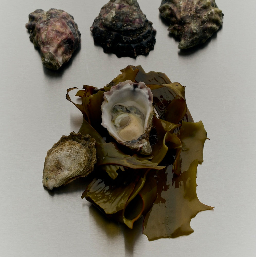 Sydney Rock Oysters