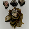 Sydney Rock Oysters