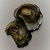 Pacific Oysters